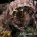 crab_hermit_crci_mb_h_0109_png1897.jpg